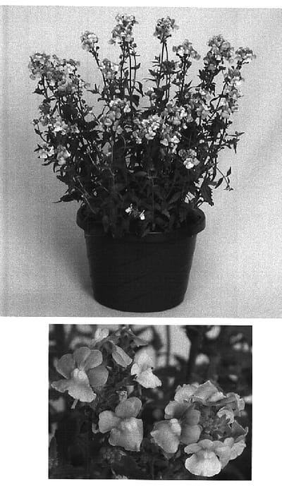 Figure 1 of US plant patent PP14660, the photograph of Innkapink printed in the patent.