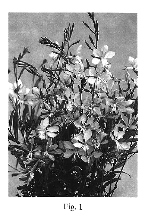 Figure 1 of US plant patent PP14661, the photograph of Benso printed in the patent.