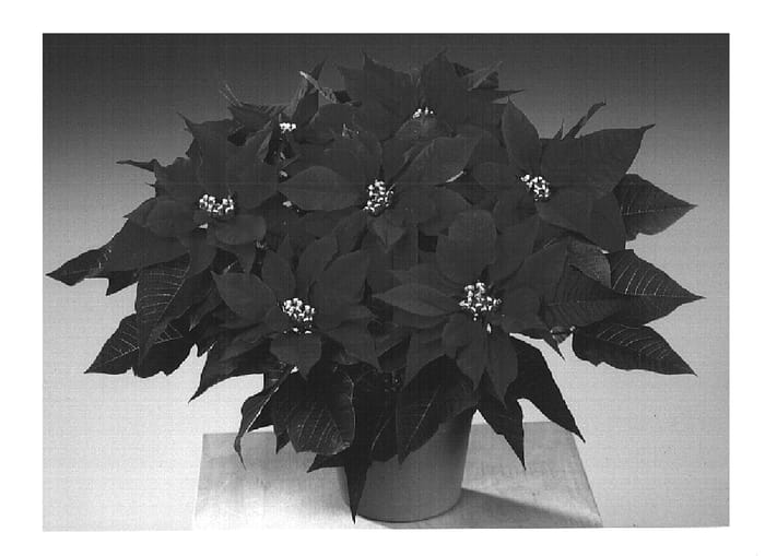 Figure 1 of US plant patent PP14662, the photograph of Fisolymp printed in the patent.