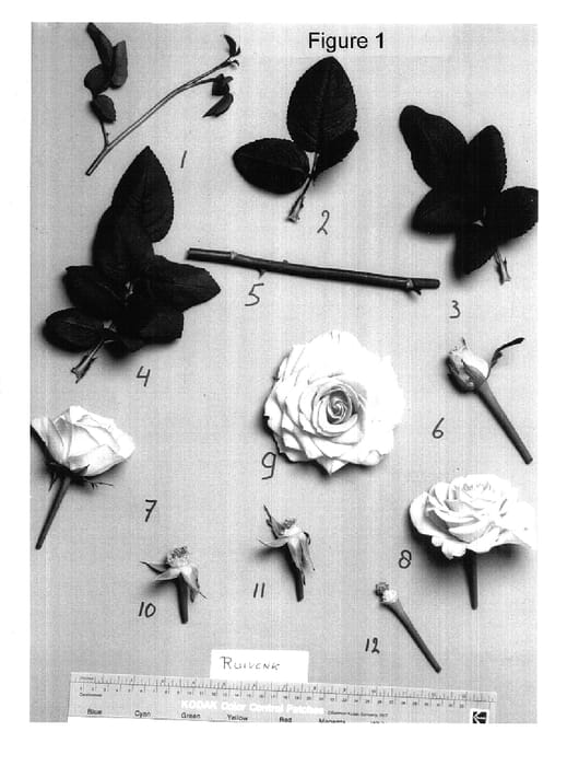 Figure 1 of US plant patent PP14663, the photograph of Ruivonk printed in the patent.
