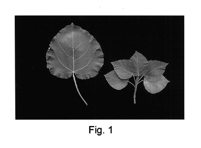 Figure 1 of US plant patent PP14664, the photograph of Shinsei printed in the patent.
