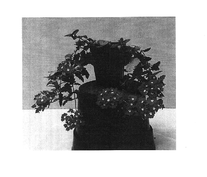 Figure 1 of US plant patent PP14665, the photograph of Balazdelim printed in the patent.