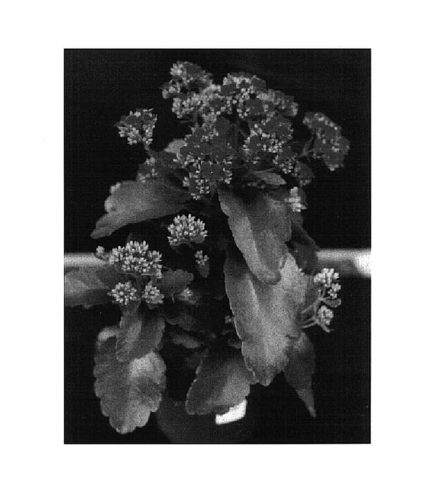 Figure 1 of US plant patent PP14666, the photograph of Forever Maxi Bright Red printed in the patent.