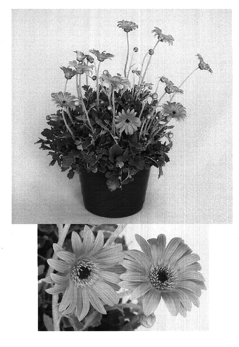 Figure 1 of US plant patent PP14667, the photograph of Archley printed in the patent.
