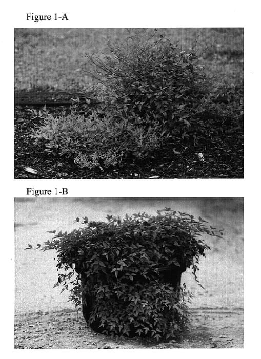 Figure 1 of US plant patent PP14668, the photograph of Jaytee printed in the patent.