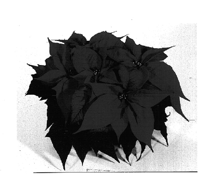 Figure 1 of US plant patent PP14669, the photograph of NPCW02022 printed in the patent.