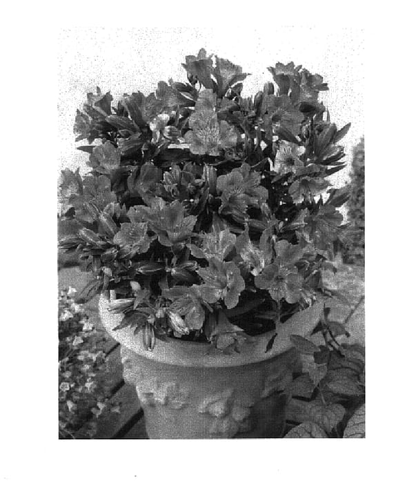 Figure 1 of US plant patent PP14670, the photograph of Zapribel printed in the patent.