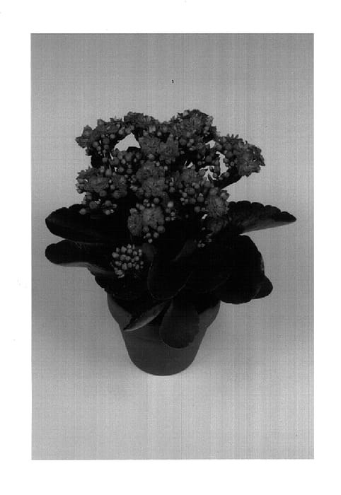 Figure 1 of US plant patent PP14671, the photograph of Bardot printed in the patent.