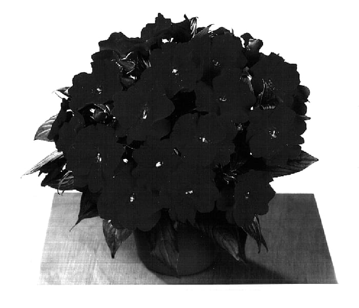 Figure 1 of US plant patent PP14672, the photograph of Fisnics Scarlet printed in the patent.