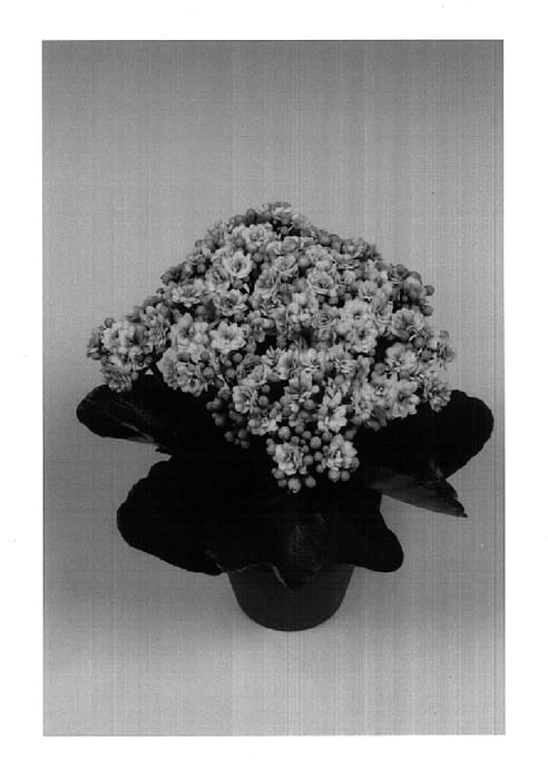 Figure 1 of US plant patent PP14673, the photograph of Middler printed in the patent.