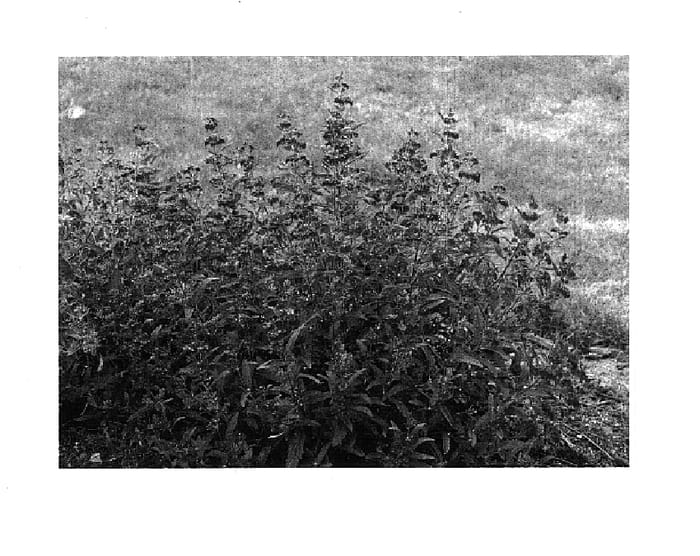Figure 1 of US plant patent PP14674, the photograph of Minibleu printed in the patent.