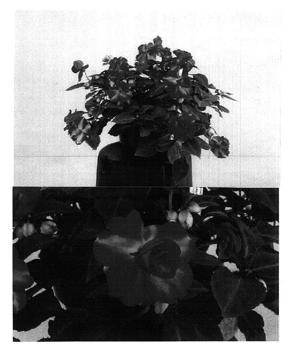 Figure 1 of US plant patent PP14675, the photograph of Balfiespray printed in the patent.