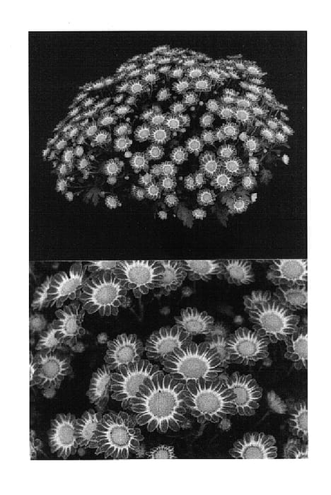Figure 1 of US plant patent PP14676, the photograph of Yofabienne printed in the patent.