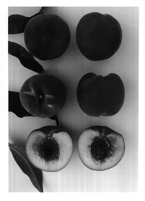 Figure 1 of US plant patent PP14677, the photograph of Spring Candy printed in the patent.