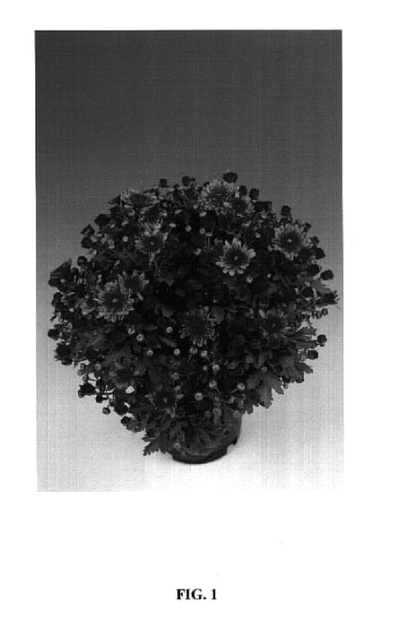Figure 1 of US plant patent PP14678, the photograph of Mars printed in the patent.