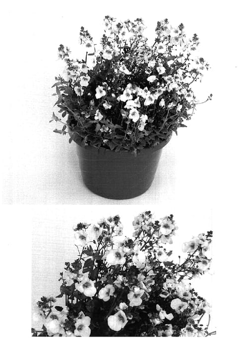 Figure 1 of US plant patent PP14679, the photograph of Codiblim printed in the patent.