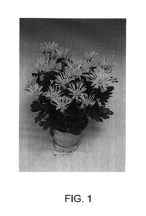 Figure 1 of US plant patent PP14680, the photograph of Choop printed in the patent.