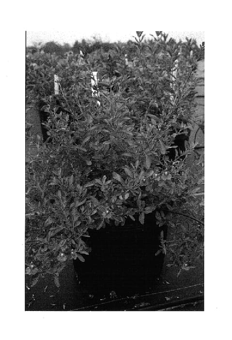 Figure 1 of US plant patent PP14681, the photograph of RFD-S019 printed in the patent.