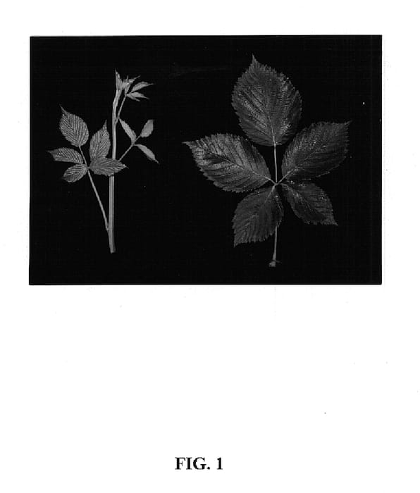Figure 1 of US plant patent PP14682, the photograph of Driscoll Sonoma printed in the patent.