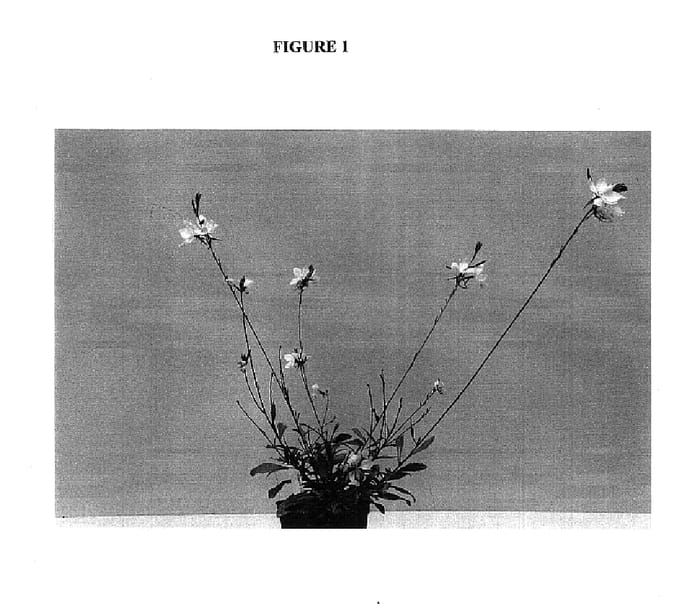 Figure 1 of US plant patent PP14683, the photograph of Baltinblus printed in the patent.