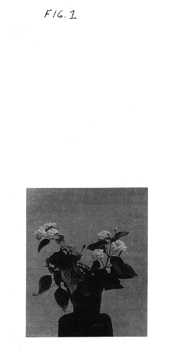 Figure 1 of US plant patent PP14684, the photograph of Balucyell printed in the patent.