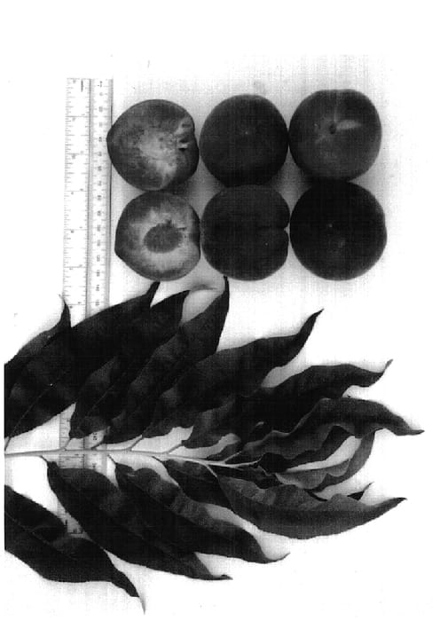 Figure 1 of US plant patent PP14685, the photograph of Gulfcrest printed in the patent.