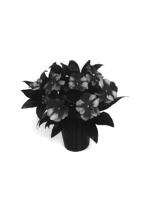Figure 1 of US plant patent PP14686, the photograph of Balceborst printed in the patent.