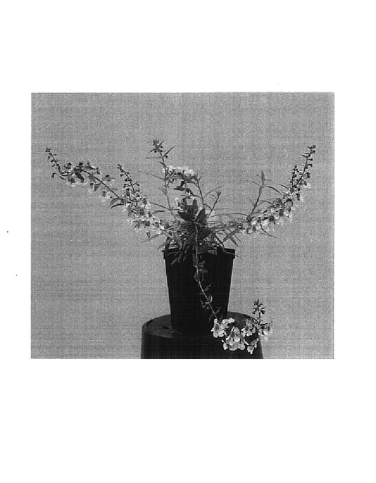 Figure 1 of US plant patent PP14687, the photograph of Balangpili printed in the patent.