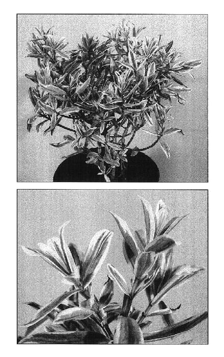 Figure 1 of US plant patent PP14688, the photograph of Sunstreak printed in the patent.