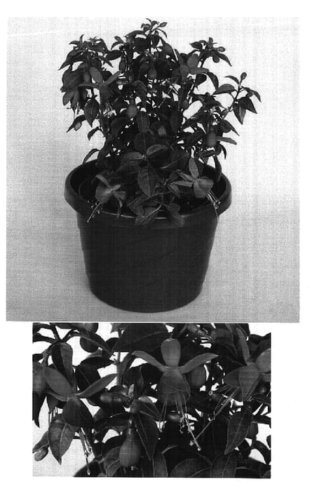 Figure 1 of US plant patent PP14689, the photograph of Goetzcarl printed in the patent.