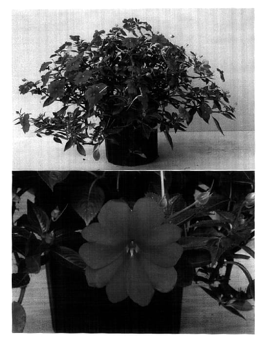 Figure 1 of US plant patent PP14690, the photograph of Balfaforg printed in the patent.