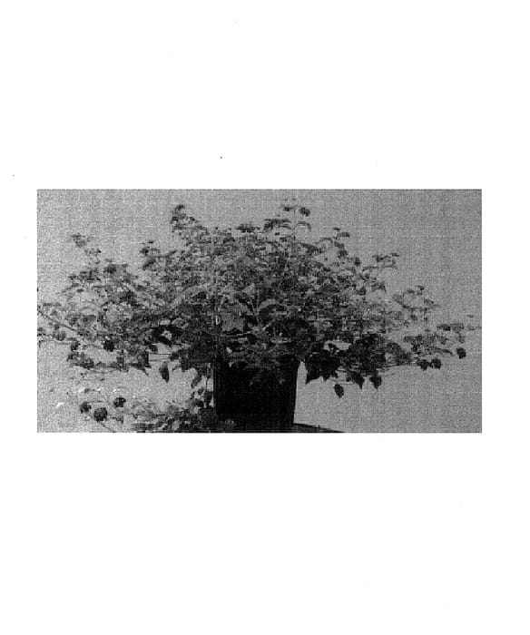 Figure 1 of US plant patent PP14691, the photograph of Red Spread printed in the patent.