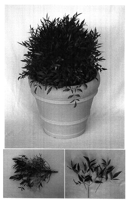 Figure 1 of US plant patent PP14693, the photograph of Monfar printed in the patent.