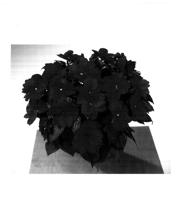 Figure 1 of US plant patent PP14694, the photograph of Fisnics Flame printed in the patent.