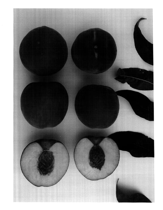 Figure 1 of US plant patent PP14695, the photograph of Bright Princess printed in the patent.