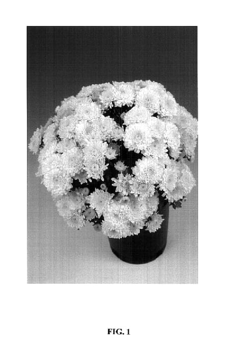 Figure 1 of US plant patent PP14696, the photograph of Amor Yellow White printed in the patent.