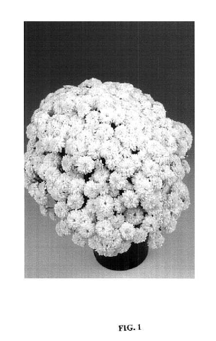 Figure 1 of US plant patent PP14697, the photograph of Unicorn printed in the patent.