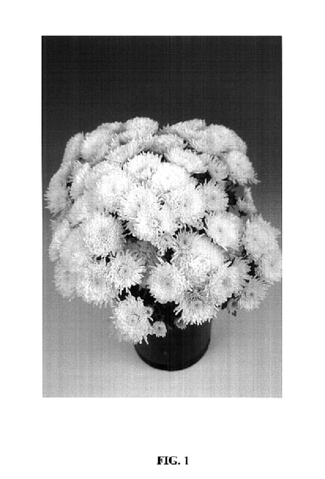 Figure 1 of US plant patent PP14698, the photograph of Amor Spider White printed in the patent.
