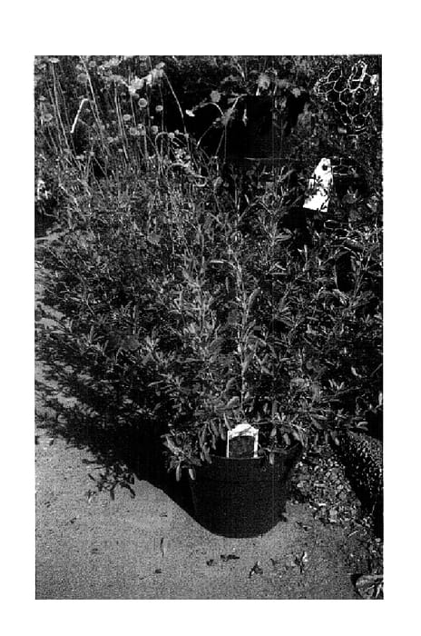 Figure 1 of US plant patent PP14699, the photograph of RFD-S018 printed in the patent.