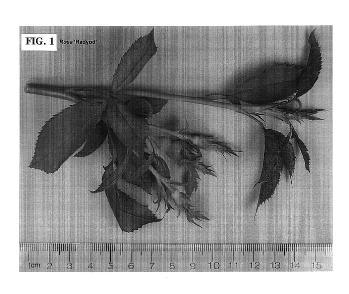 Figure 1 of US plant patent PP14700, the photograph of Radyod printed in the patent.