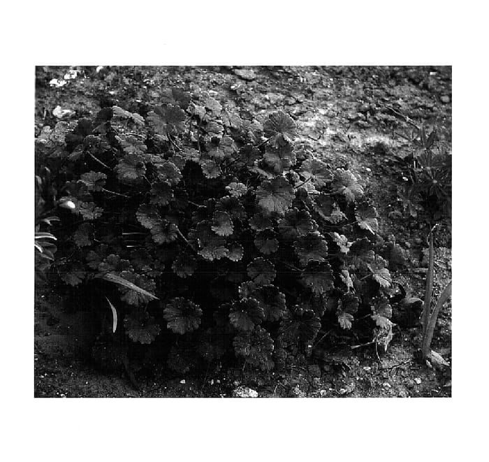 Figure 1 of US plant patent PP14701, the photograph of Cheryl's Shadow printed in the patent.