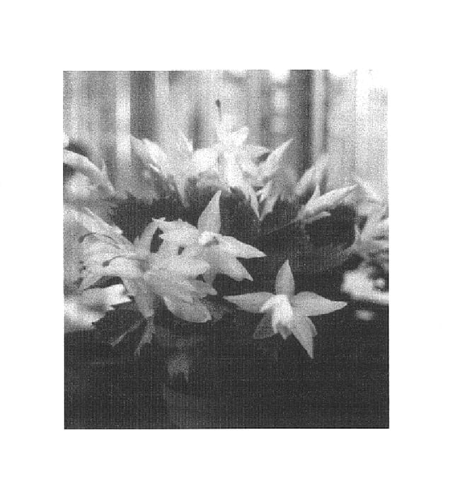 Figure 1 of US plant patent PP14702, the photograph of Cebelina printed in the patent.