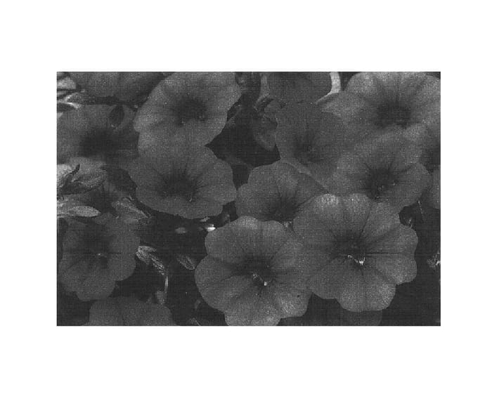 Figure 1 of US plant patent PP14703, the photograph of Cal Bule printed in the patent.