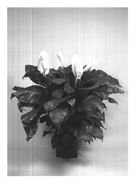Figure 1 of US plant patent PP14704, the photograph of Miss Mabel printed in the patent.