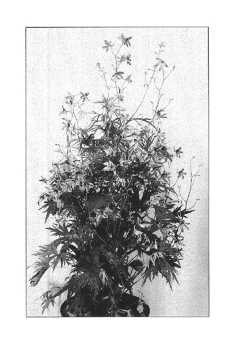 Figure 1 of US plant patent PP14705, the photograph of Delft Blue printed in the patent.