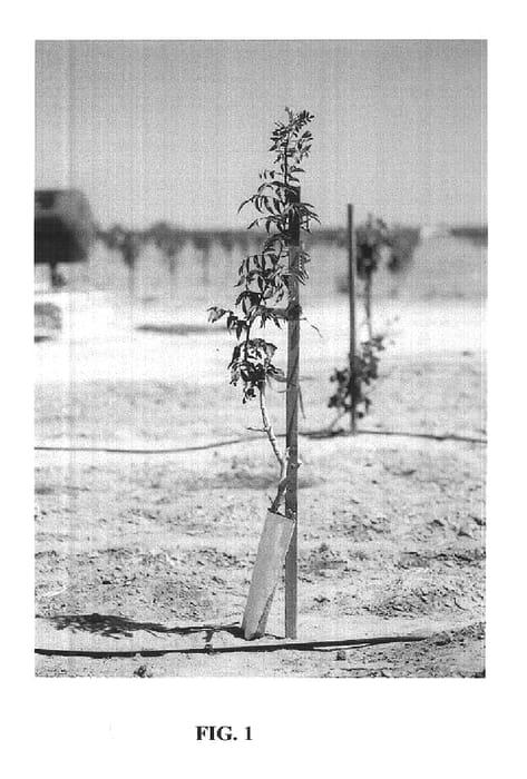 Figure 1 of US plant patent PP14706, the photograph of P.N. 1-15 printed in the patent.