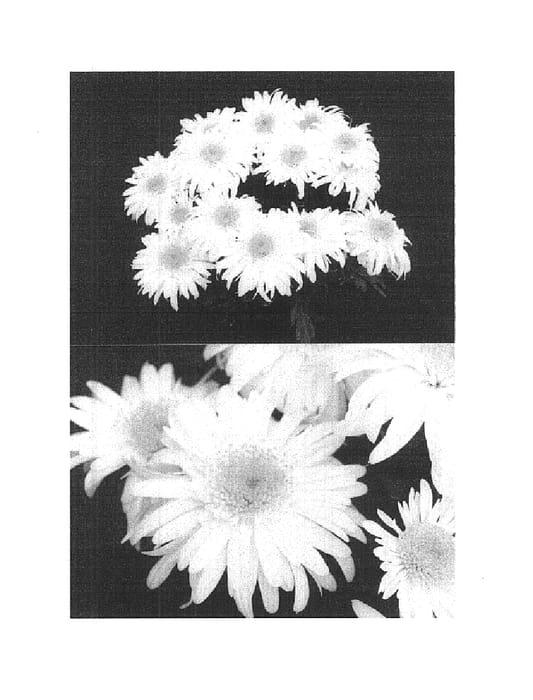 Figure 1 of US plant patent PP14707, the photograph of Yowoodstock printed in the patent.