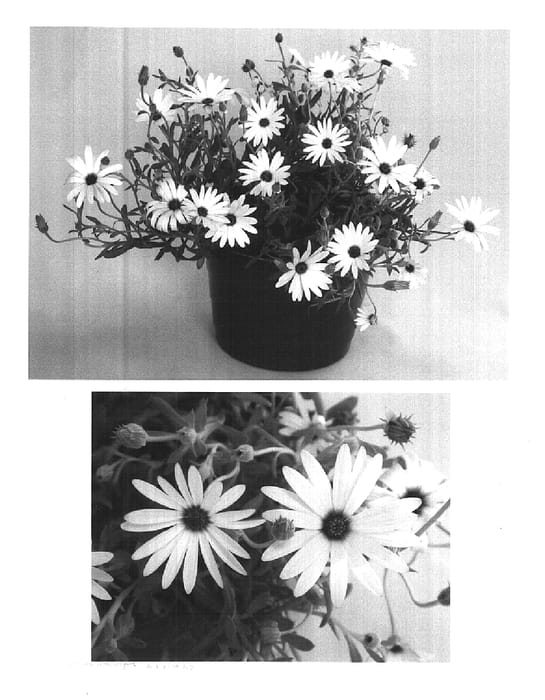 Figure 1 of US plant patent PP14708, the photograph of Sevamil printed in the patent.