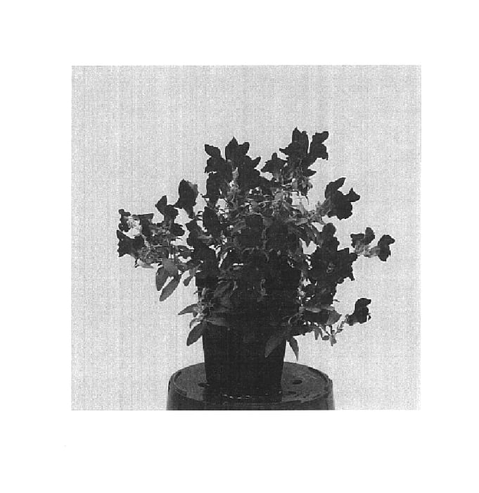 Figure 1 of US plant patent PP14709, the photograph of Balumred printed in the patent.