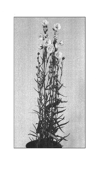 Figure 1 of US plant patent PP14710, the photograph of La Bello printed in the patent.